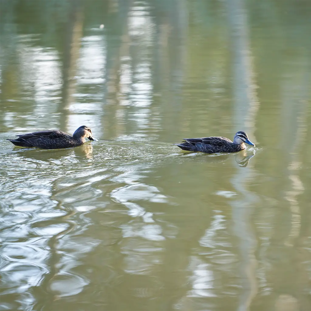 Ducks swimming in a lake
