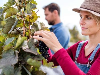 Couple hand picking purple grapes